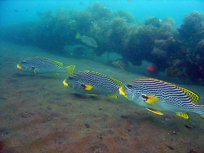 Oriental Sweetlips on USS Liberty 
